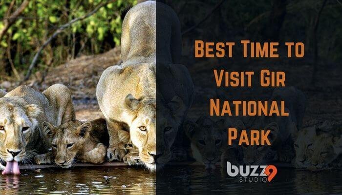 Best Season for Visit Gir National Park